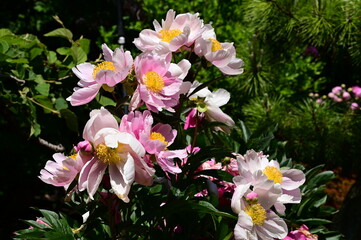 Gentle petals of bright peonies in bloom at the Butchart Gardens, BC, Canada