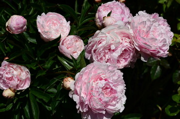 Beautiful and colorful flowers in bloom at the Butchart Gardens, Victoria, BC, Canada