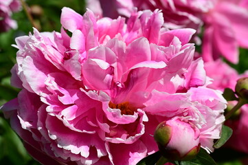 Gentle petals of bright peonies in bloom at the Butchart Gardens, BC, Canada