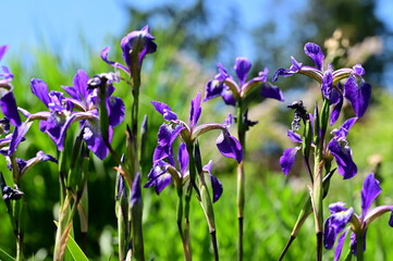 Beautiful irises in bloom at the Butchart Gardens, Victoria, BC, Canada