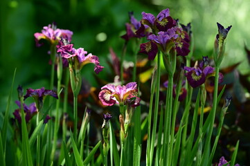 Beautiful irises in bloom at the Butchart Gardens, Victoria, BC, Canada