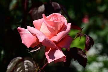 Beautiful and colorful flowers in bloom at the Butchart Gardens, Victoria, BC, Canada