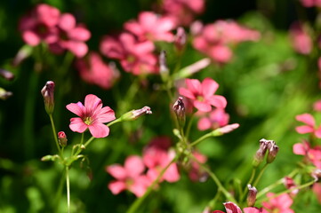 Beautiful and colorful flowers in bloom at the Butchart Gardens, Victoria, BC, Canada