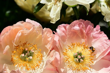 Gentle petals of bright peonies in bloom at the Butchart Gardens, BC, Canada