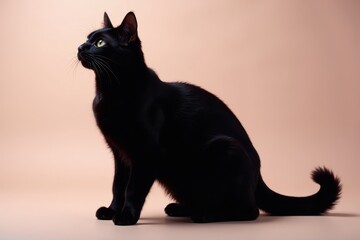 Silhouette of a sleek black cat, dark fur blends seamlessly with background , invisible, witchcraft