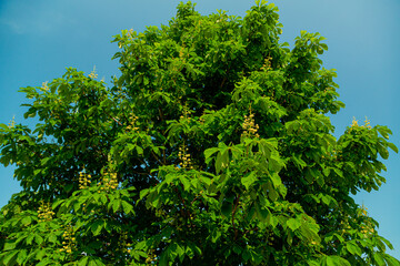 Green plants in the bush in the park blossomed under the sun