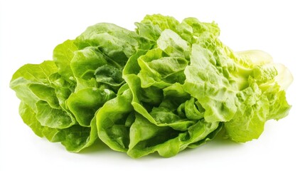 Fresh green lettuce leaves