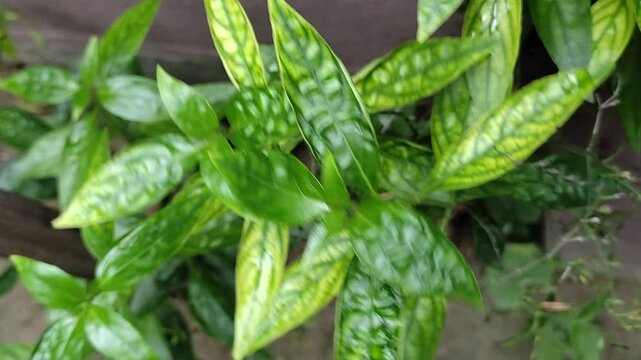 green medicinal plant Andrographis paniculata or kalmegh or king of bitters and its a traditional Indian medicinal plant