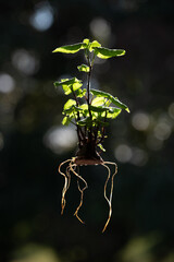Plant and roots hanging.