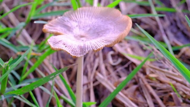 Cinematic shot of Parasola plicatilis mushroom in bloom. Closeup shot of Pleated inkcap mushroom Growing among wet straw. Poisonous mushrooms in nature. High Quality 4K Resolution 30 Fps