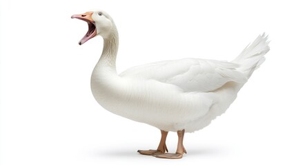 Fototapeta premium White goose profile (1)