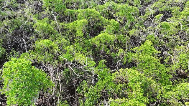 An extensive mangrove forest on a small island near Adonara is home to a vast Sunda flying fox colony, Acerodon mackloti. This tropical region in the Lesser Sunda Islands harbors high biodiversity.
