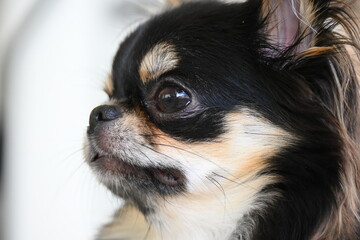 tiny black and brown furry dog in home, cute chihuahua canine