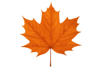 Vibrant orange maple leaf rendering, transparently showcasing autumnal botanical detail with crisp graphic precision