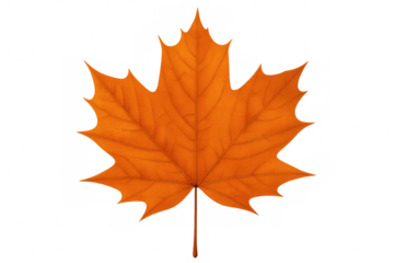 Vibrant orange maple leaf rendering, transparently showcasing autumnal botanical detail with crisp graphic precision