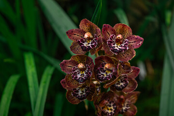 A beautiful bunch of light pink Cymbidium or Boat Orchid