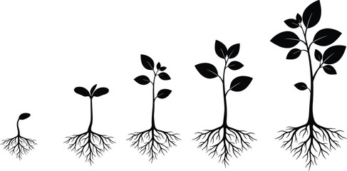 Plant growth stages with roots, black silhouette illustration, seedling to tree vector, nature evolution concept, organic farming infographic, botanical life cycle diagram, educational graphic element