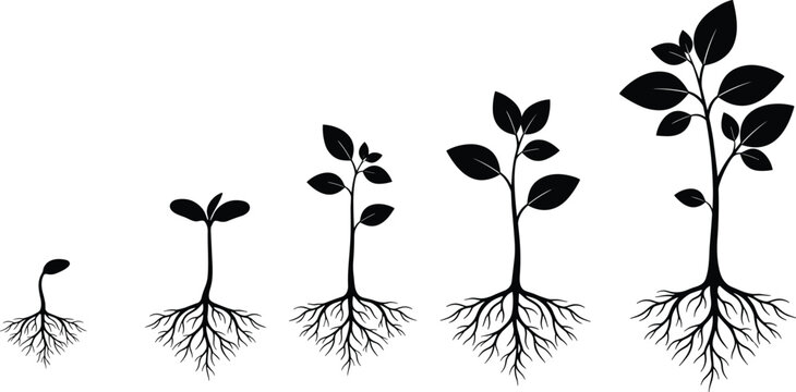Plant growth stages with roots, black silhouette illustration, seedling to tree vector, nature evolution concept, organic farming infographic, botanical life cycle diagram, educational graphic element