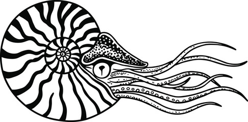 Detailed black and white nautilus illustration, hand-drawn marine mollusk, spiral shell squid, vintage sea animal art, ocean life graphic, underwater vector line drawing design