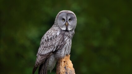 Fototapeta premium Majestic great grey owl perched on a stump in lush forest environment capturing nature's beauty