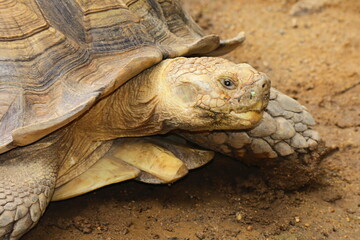Giant African Spurred Tortoise (Sulcata) Headshot: Majestic Tortoise Close-up Portrait Capturing Textured Skin and Wise Eyes. Ancient Reptile, an Exotic Desert Dweller. Wildlife Animal Photography. 