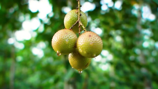 A Close-Up View of Vibrant Green Gac Fruits Hanging in Clusters, Perfect for Culinary Content