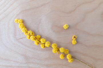 ミモザの枝 ミモザの実 ミモザのかけら 剪定