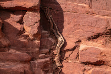 Zion National Park, Utah. Navajo Sandstone / Sedimentary rocks, cross-bedding / cross-stratification. Weathering. Plant roots
