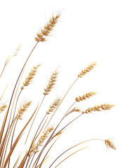 Fototapeta premium Highly detailed illustrations of various trees, leaves, grasses, and botanical elements, featuring realistic, minimalist, and abstract compositions on a white background.