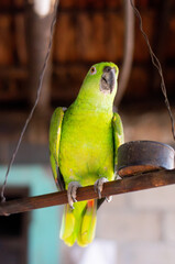 Photograph of a green parrot standing on a branch with a metal food jar looking at the camera with a blurred background.