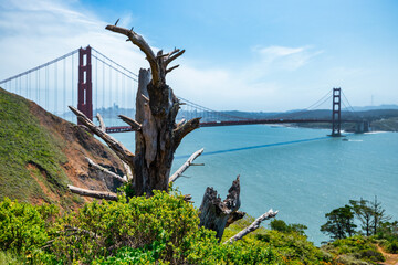 Golden Gate Bridge view framed by weathered tree in the Marin Headlands, San Francisco. Nature meets urban icon in dramatic coastal landscape on a clear sunny day