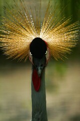 a gray-crowned crane facing forward