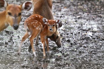 A young sitatunga was seen standing in the mud, looking ahead