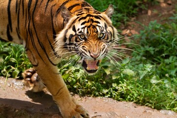 close up of an angry Sumatran tiger