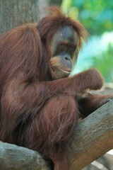 side view of an orangutan sitting with his head turned
