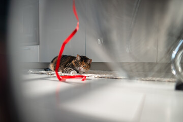 Summer heat and pet at home. Playful cat lying on the floor, escapes from heat with help of fan, playing with red ribbon on wind, top view. Stuffiness in apartment without air conditioning. 