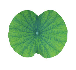 Close up green leaf of lotus or water lily tree isolated on transparent background. Top view of...