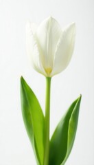 Single white tulip blossom, pure white background Vertical orientation , image, elegant, nature