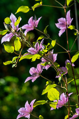 Purple Clematis Flowers Blooming in the garden.