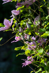 Purple Clematis Flowers Blooming in the garden.