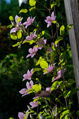 Purple Clematis Flowers Blooming in the garden.