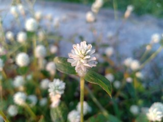 Gomphrena serrata is a vibrant flowering plant known for its round, clover-like blooms and resilience in hot, dry climates. Its small purple or magenta flowers add charm to gardens 