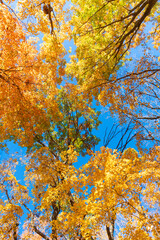 Autumnal leaves on tree. Autumnal season nature. Bright color fall. Autumn forest nature. Autumn season. Fall leaves change color. Nature fall weather. Seasonal forest. Natural fallen leaves