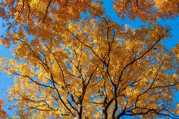 Fototapeta premium Nature in autumn. Fall weather outdoor. Leaves in autumn nature forest. Fallen leaves. Windy path. Autumn nature forest. Orange and yellow fall leaves. Fall season colors