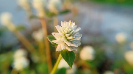 Gomphrena serrata is a vibrant flowering plant known for its round, clover-like blooms and...