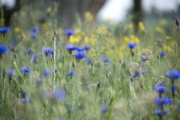 A beautiful field of blue cornflowers and yellow wildflowers in full bloom.