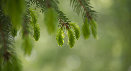 Vibrant new growth of spruce tips showcasing nature springtime renewal against soft blurred backdrop