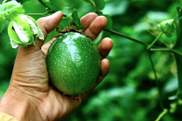 Farmers check the size of their passion fruit while it is still green and not yet ripe for harvest. This climbing plant is rich in vitamin C and antioxidants. Sour taste, delicious and beneficial