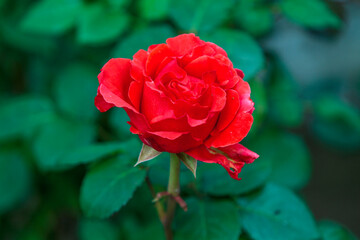 red rose in garden