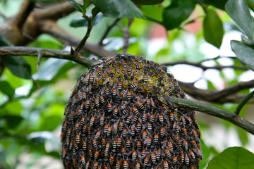 A small beehive created by a swarm of bees as a temporary nest before searching for a new permanent location. It hangs on a not-too-old branch of a kaffir lime tree, which is still green.